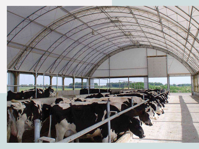 Тентовые коровники в Алексине